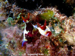 Mating of Nudibranch by Jagwang Koo 